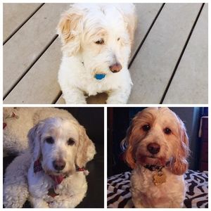 Meet your Posher, Blair